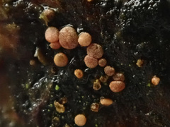 Pezicula eucrita