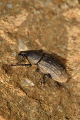 Barynotus obscurus