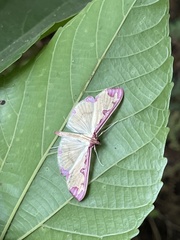Cadarena pudoraria