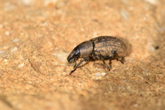 Barynotus obscurus