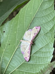 Cadarena pudoraria