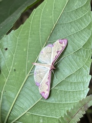 Cadarena pudoraria