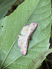 Cadarena pudoraria