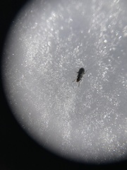 Rabocerus