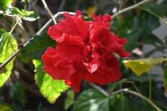 Hibiscus rosa-sinensis
