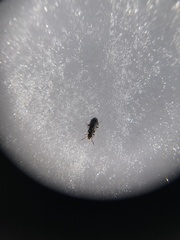 Rabocerus