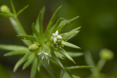 Galium tricornutum