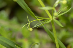 Galium tricornutum