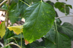 Hibiscus rosa-sinensis