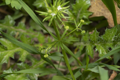 Galium tricornutum