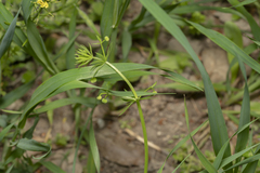 Galium tricornutum