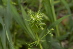Galium tricornutum
