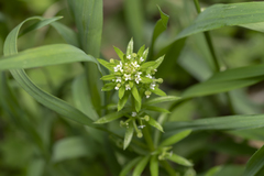 Galium tricornutum
