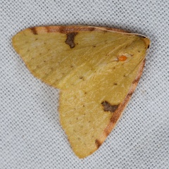 Epiphryne xanthaspis