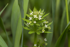 Galium tricornutum