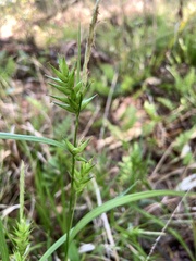 Carex lonchocarpa