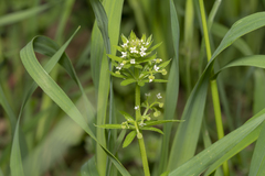 Galium tricornutum