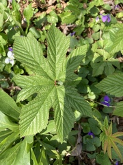 Filipendula rubra
