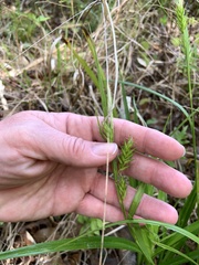 Carex lonchocarpa