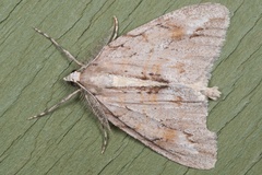 Pseudocoremia lupinata