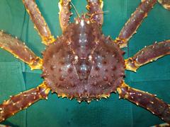 Paralithodes camtschaticus
