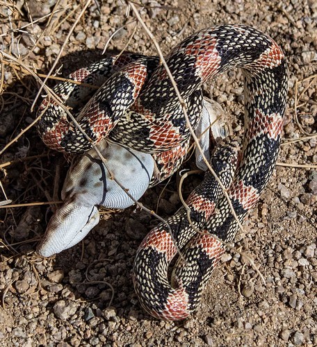 Long-nosed Snake, Western Mojave Desert, Kern County, California, photo 10 of 10
