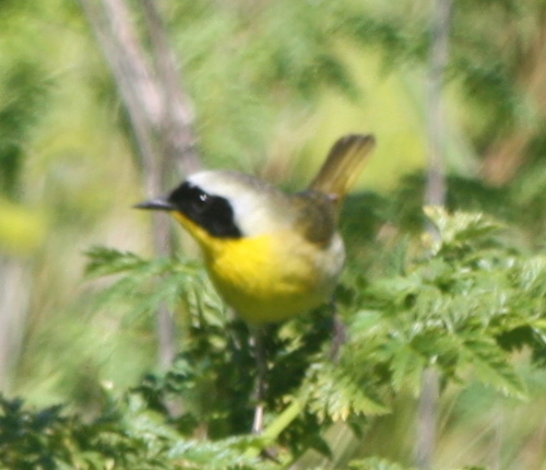 Geothlypis trichas