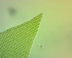 Clasmatodon parvulus