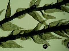 Clasmatodon parvulus