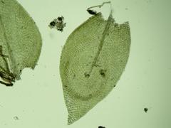 Clasmatodon parvulus