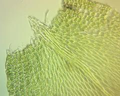 Clasmatodon parvulus