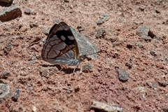 Dynamine tithia tithia