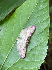 Cadarena pudoraria