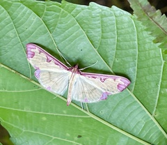 Cadarena pudoraria