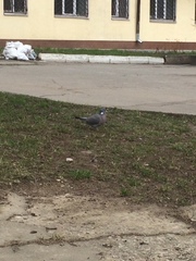 Columba palumbus
