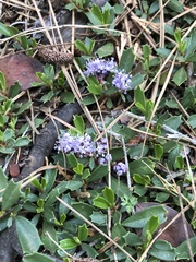 Ceanothus prostratus
