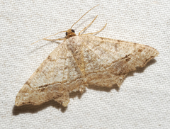 Macaria aequiferaria