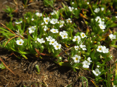 Plagiobothrys leptocladus