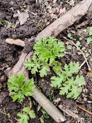 Heracleum sosnowskyi