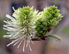 Fothergilla major