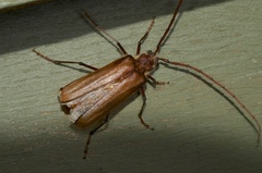 Ochrocydus huttoni
