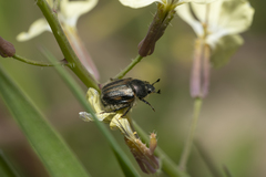 Blitopertha lineolata