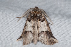 Declana junctilinea
