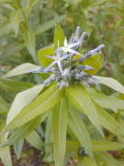 Amsonia repens