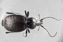 Sphaeroderus