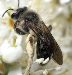 Andrena barbara