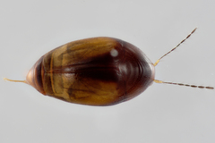 Scaphidiinae