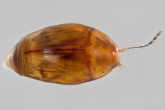 Scaphidiinae