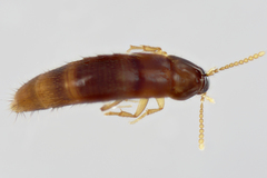 Ischnosoma suteri
