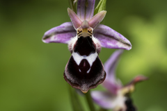 Ophrys reinholdii